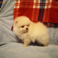 Chaz, a male Pomeranian for sale in Slippery Rock, PA – Photo 1 of 2