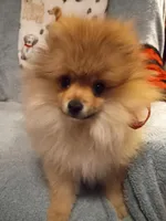 Joey, a male Pomeranian for sale in Slippery Rock, PA – Photo 2 of 2