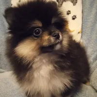 Taz, a male Pomeranian for sale in Slippery Rock, PA – Photo 1 of 2