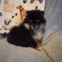 Taz, a male Pomeranian for sale in Slippery Rock, PA – Photo 2 of 2