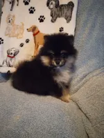 Taz, a male Pomeranian for sale in Slippery Rock, PA – Photo 2 of 2