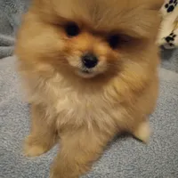 Rocky, a male Pomeranian for sale in Slippery Rock, PA – Photo 1 of 2