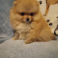 Rocky, a male Pomeranian for sale in Slippery Rock, PA – Photo 2 of 2