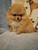 Rocky, a male Pomeranian for sale in Slippery Rock, PA – Photo 2 of 2