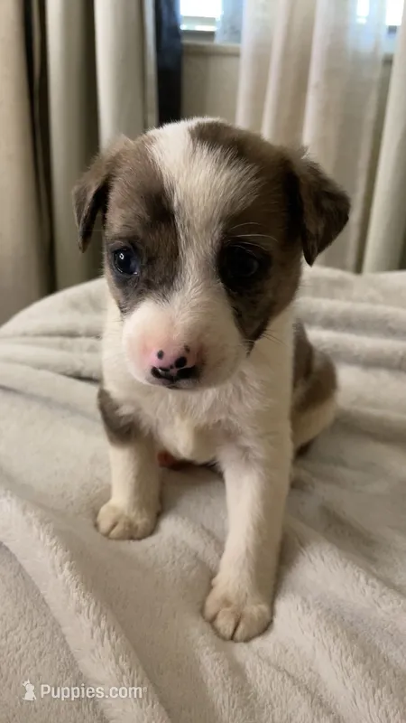 GMC.   – Australian Cattle Dog, Australian Shepherd puppy for sale in Mesa, AZ