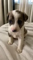 GMC.  , a male Australian Cattle Dog and Australian Shepherd for sale in Mesa, AZ – 1 of 3