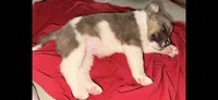 GMC.  , a male Australian Cattle Dog and Australian Shepherd for sale in Mesa, AZ – 3 of 3