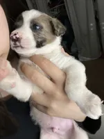 GMC.  , a male Australian Cattle Dog and Australian Shepherd for sale in Mesa, AZ – 2 of 3