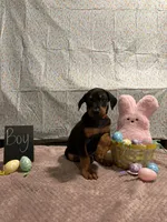 Orange, a male Doberman Pinscher for sale in Los Lunas, NM – Photo 1 of 3