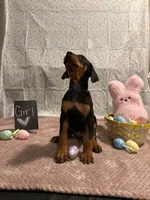 Purple, a female Doberman Pinscher for sale in Los Lunas, NM – Photo 1 of 3