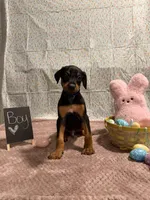 Blue , a male Doberman Pinscher for sale in Los Lunas, NM – Photo 1 of 3