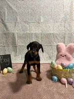 Turquoise , a male Doberman Pinscher for sale in Los Lunas, NM – Photo 1 of 3