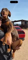 Turquoise , a male Doberman Pinscher for sale in Los Lunas, NM – Photo 3 of 3