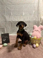 Light Green, a male Doberman Pinscher for sale in Los Lunas, NM – Photo 1 of 3