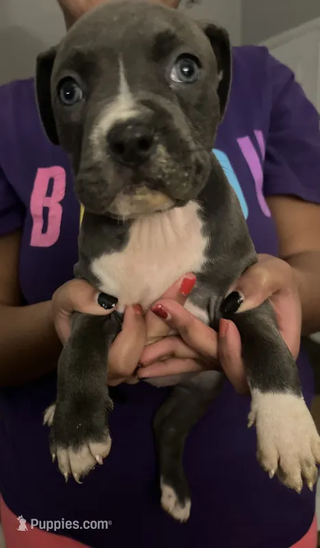 American pitbull terrier  – American Pit Bull Terrier puppy for sale in Arlington, TX