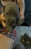 American Pitbull Terrier , a male American Pit Bull Terrier for sale in Arlington, TX – 10 of 10