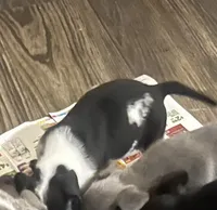 Pitbull puppy, a male American Pit Bull Terrier for sale in Arlington, TX – Photo 3 of 10