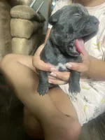 American Pitbull Terrier , a male American Pit Bull Terrier for sale in Arlington, TX – 2 of 10