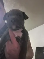 American pitbull puppy, a male American Pit Bull Terrier for sale in Arlington, TX – Photo 3 of 8