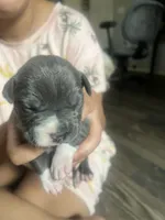 American Pitbull terrier , a female American Pit Bull Terrier for sale in Arlington, TX – 7 of 10