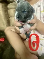 American Pitbull terrier , a female American Pit Bull Terrier for sale in Arlington, TX – 8 of 10