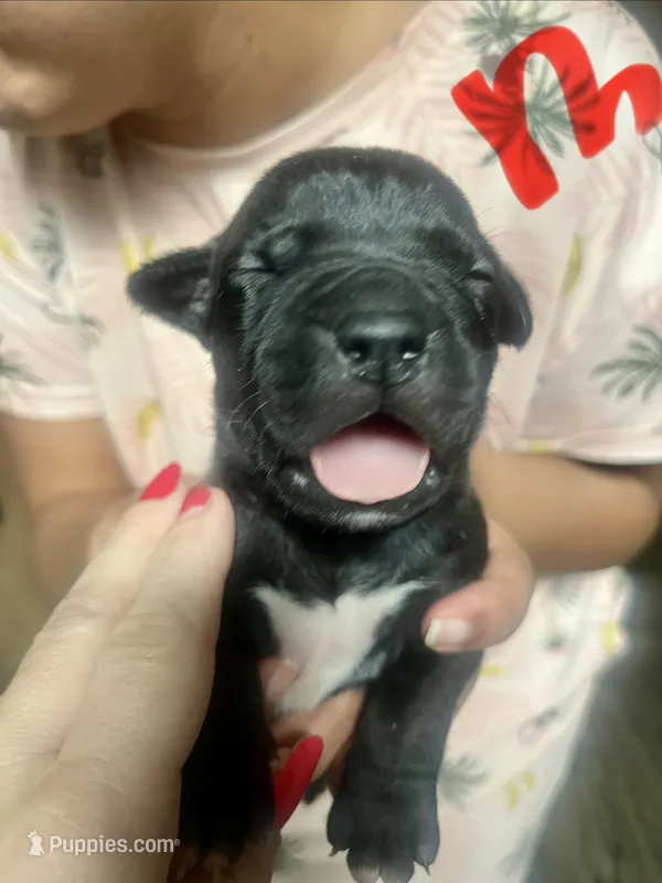 American Pitbull Terrier  – American Pit Bull Terrier puppy for sale in Arlington, TX