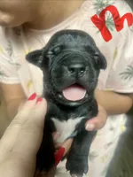 American Pitbull Terrier , a male American Pit Bull Terrier for sale in Arlington, TX – 1 of 8