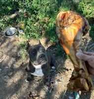 American Pitbull Terrier , a male American Pit Bull Terrier for sale in Arlington, TX – 5 of 10