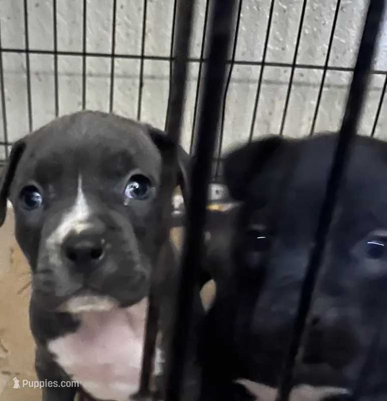 American pitbull terrier  – American Pit Bull Terrier puppy for sale in Arlington, TX