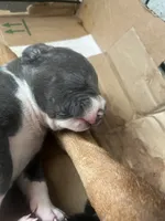 American pitbull terrier , a female American Pit Bull Terrier for sale in Arlington, TX – 7 of 7