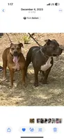 American pitbull puppy, a female American Pit Bull Terrier for sale in Arlington, TX – 2 of 6