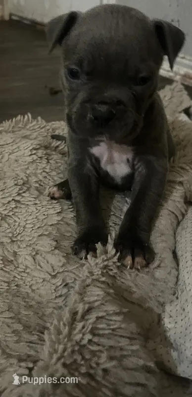 American pitbull puppy – American Pit Bull Terrier puppy for sale in Arlington, TX