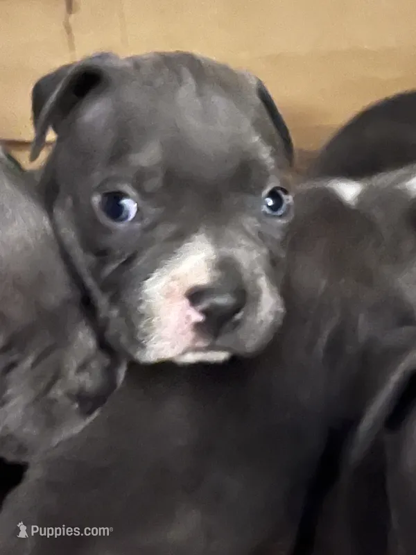 American pitbull terrier  – American Pit Bull Terrier puppy for sale in Arlington, TX