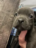 American pitbull puppy, a female American Pit Bull Terrier for sale in Arlington, TX – 6 of 6