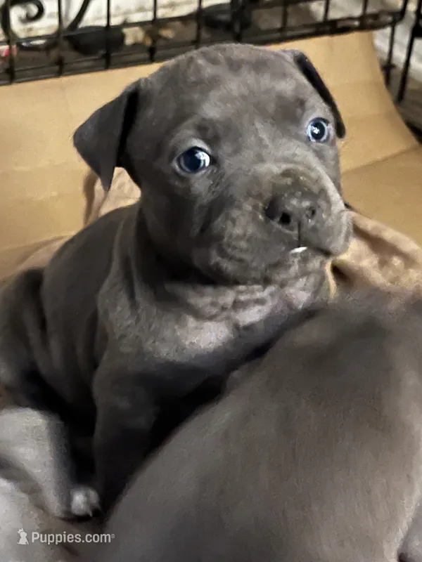 American Pitbull Terrier  – American Pit Bull Terrier puppy for sale in Arlington, TX