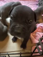 American Pitbull Terrier , a male American Pit Bull Terrier for sale in Arlington, TX – 8 of 8