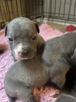 American Pitbull terrier , a female American Pit Bull Terrier for sale in Arlington, TX – 4 of 10