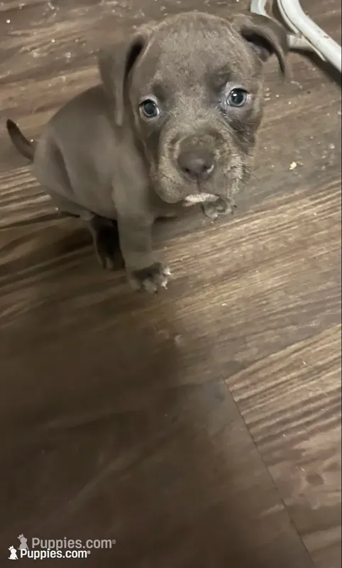 American pitbull puppy – American Pit Bull Terrier puppy for sale in Arlington, TX