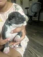 American Pitbull terrier , a female American Pit Bull Terrier for sale in Arlington, TX – 10 of 10