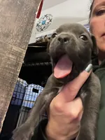 American pitbull puppy, a female American Pit Bull Terrier for sale in Arlington, TX – 1 of 6