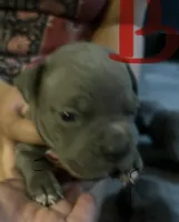 American Pitbull Terrier , a male American Pit Bull Terrier for sale in Arlington, TX – 3 of 10