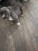 American pitbull puppy, a female American Pit Bull Terrier for sale in Arlington, TX – 3 of 5