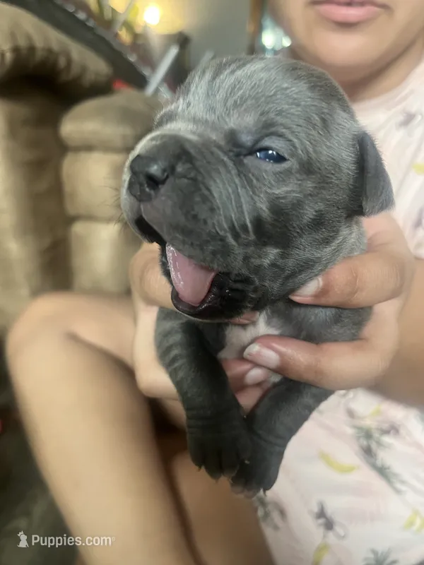 American Pitbull Terrier  – American Pit Bull Terrier puppy for sale in Arlington, TX