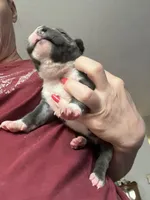 American Pitbull terrier , a female American Pit Bull Terrier for sale in Arlington, TX – 9 of 10
