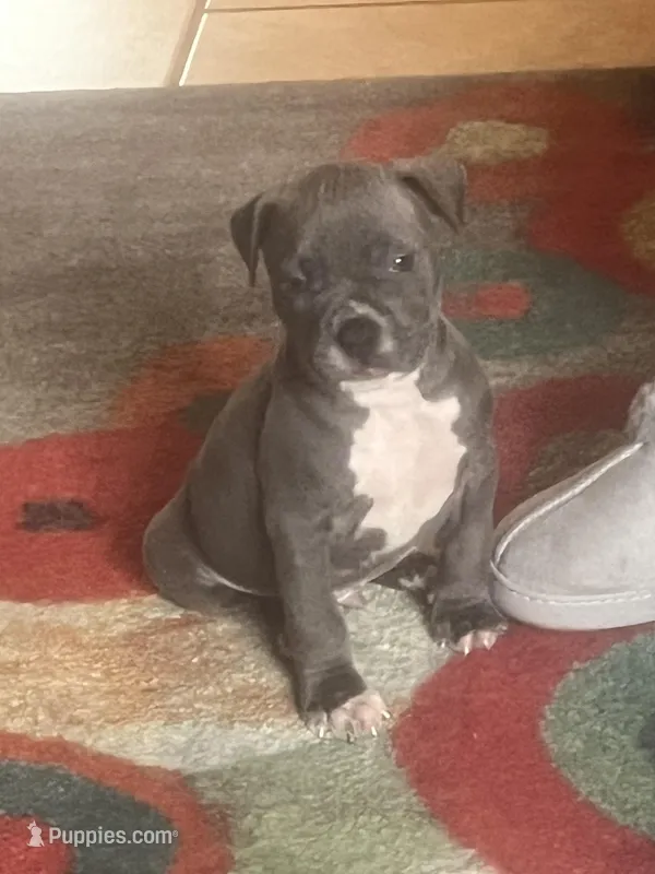 American pitbull puppy