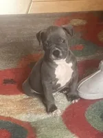 American pitbull puppy, a male American Pit Bull Terrier for sale in Arlington, TX – Photo 1 of 8