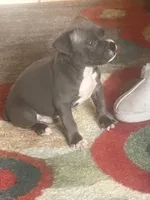 American pitbull puppy, a female American Pit Bull Terrier for sale in Arlington, TX – Photo 7 of 7