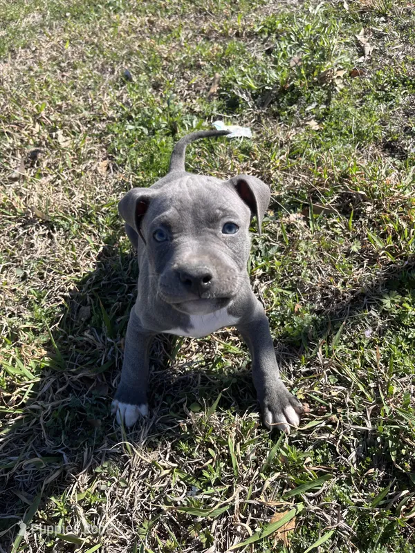 American pitbull puppy
