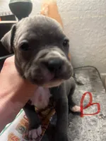 American pitbull puppy, a male American Pit Bull Terrier for sale in Arlington, TX – Photo 4 of 8