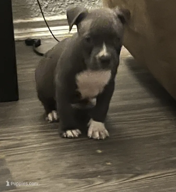 American pitbull puppy, a female American Pit Bull Terrier for sale in Arlington, TX – 1 of 5